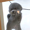 单身贵族