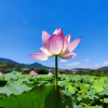蜜蜂养殖交流