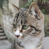 重庆一中猫猫墙频道图标