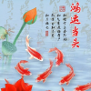 五月石榴花开的频道