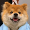 九阙