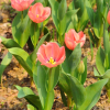 糖尿病交流频道频道图标