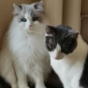 猫咪领养频道图标