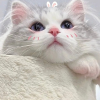 猫猫的发疯小窝