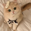 悲伤小猫