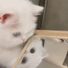 久衿林萧