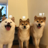 站长们聚集地频道