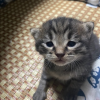 睡不醒的猫ghhvvh