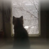 小猫窝