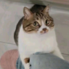 赛博猫猫