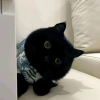 猫猫专属跑团频道