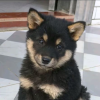 土狗品种大全