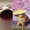 滿帥