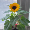 种花养花频道图标