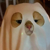 追剧大户