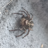 小何生物自习室