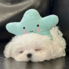 一起聊天一起玩