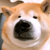 宠物