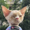 德文卷毛猫