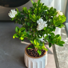 植物种植频道图标