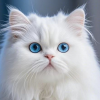 猫咪宠物馆频道图标
