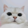分享你们可爱的小猫