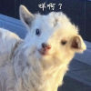 小新