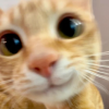 萌宠日记