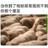 频道头部图标