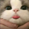 昕的头像馆