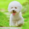 宠物社区-比熊犬狗俱乐部频道图标