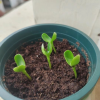 种植分享