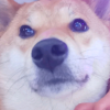 鸡哥的频道