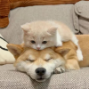 猫狗日记频道图标