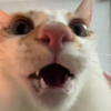 猫屋