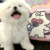 快乐的事正在奔来频道图标