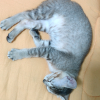 猫咪大家族