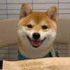 柴犬之家频道图标