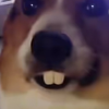 yy