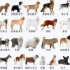 萌宠狗狗频道图标
