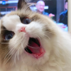 蠢萌布偶猫猫教
