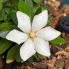 栀子花