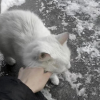 混圈排版素材