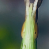 昆虫学社的频道