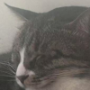 小猫的六合一欢乐频道