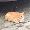 猫界频道图标