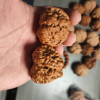 文玩核桃品鉴群