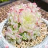 多肉绿植种植交流频道图标