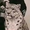 频道头部图标