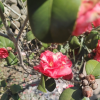 中药材种植技术交流购销